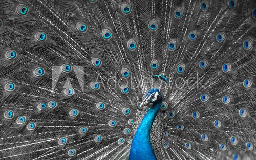 Symmetrisches Pfauenmuster in Blau