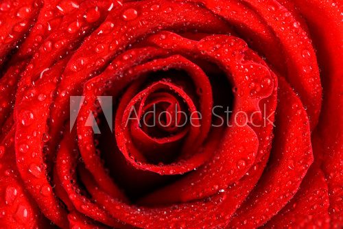 Tropfenfrische Rote Rose in Nahaufnahme