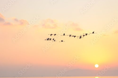Vögel im Flug vor Sonnenuntergang