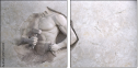 129360439