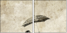 30497770