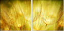 30556275