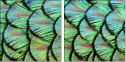 53512479