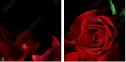 60186592