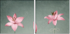 61954635