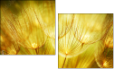 30556275