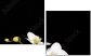 56375059