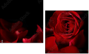 60186592