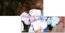 21439779