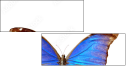 29644334
