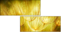 30556275