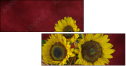 45812888