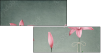 61954635