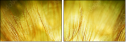 30556275