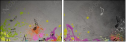 49274954