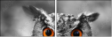 57830545