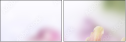 65612504