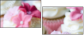 21447676