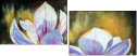 21636905