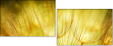 30556275