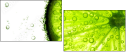 35158909