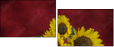 45812888