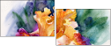 49614192
