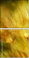 30556275