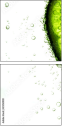 35158909