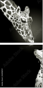 38098957