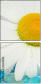 38339114