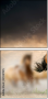 45981925
