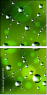51217403