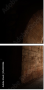 56940386