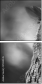 57830545
