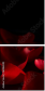 60186592