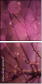 64114474
