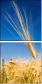 8113087
