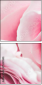 95247840