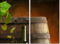 13276134