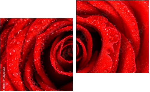 Wet Red Rose Close Up With Water Drops - Zweiteiliges Leinwandbild, Diptychon