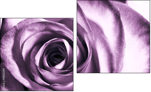 Purple rose - Zweiteiliges Leinwandbild, Diptychon