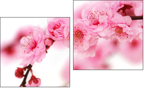 Spring cherry flowers reflected in rendered water - Zweiteiliges Leinwandbild, Diptychon