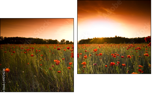 poppies field - Zweiteiliges Leinwandbild, Diptychon