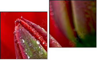 water drop on the tulip - Zweiteiliges Leinwandbild, Diptychon