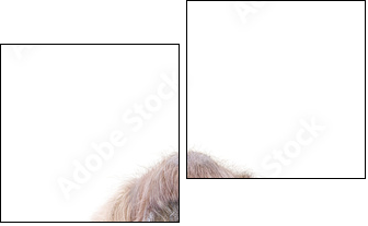 Orang-Utan - Zweiteiliges Leinwandbild, Diptychon