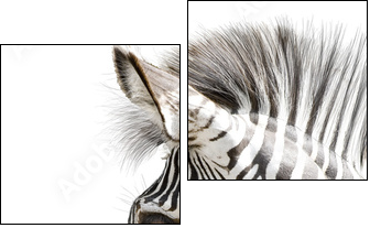 Zebra 001 - Zweiteiliges Leinwandbild, Diptychon