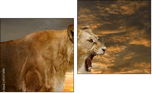LÃ¶we 001 - Zweiteiliges Leinwandbild, Diptychon