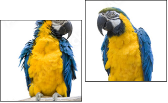 vogel Papagei wd343 - Zweiteiliges Leinwandbild, Diptychon
