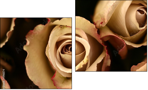 roses flower closeup - Zweiteiliges Leinwandbild, Diptychon